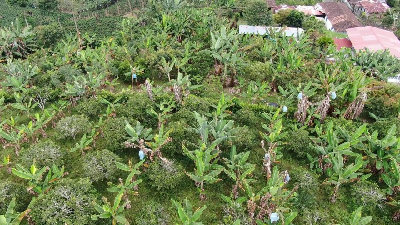 山上的农场上有香蕉种植园视频素材