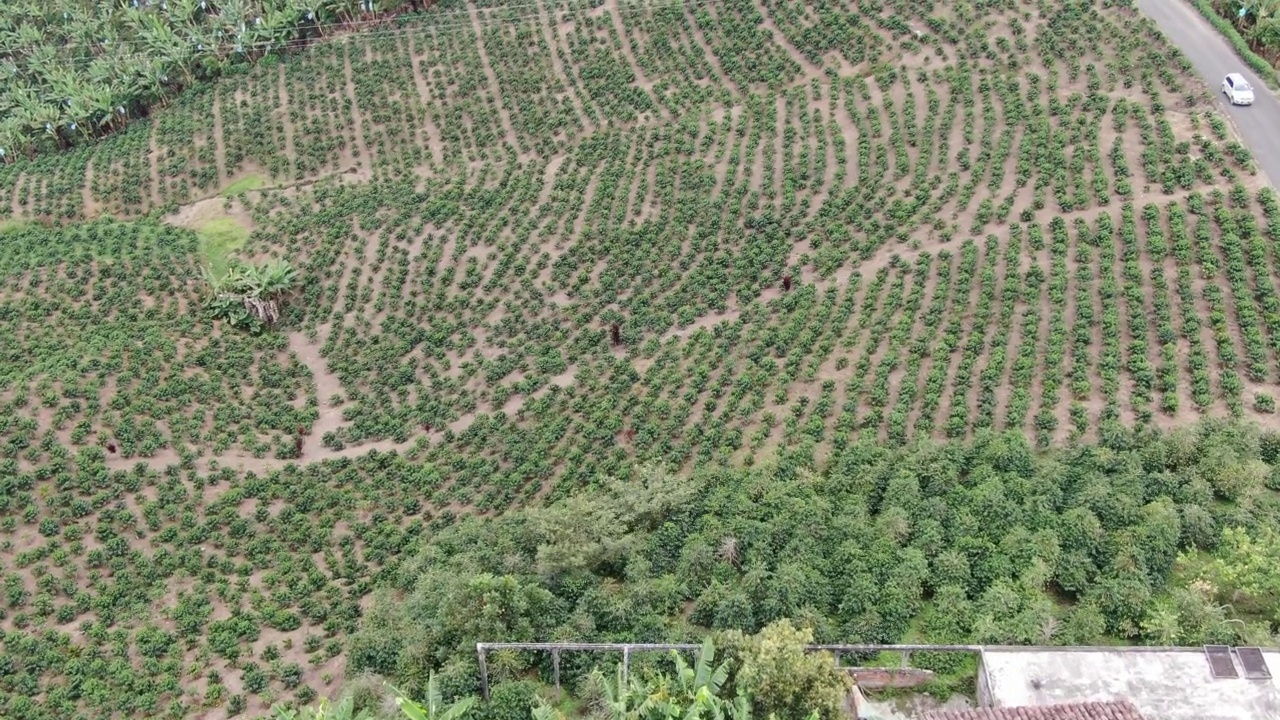 山上的农场上有香蕉种植园视频素材