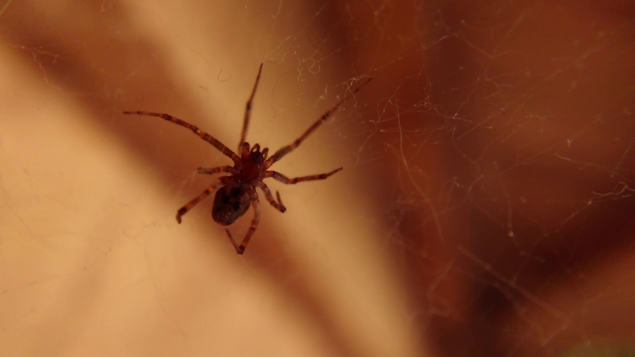 一张蛛网上一动不动的蜘蛛特写视频素材