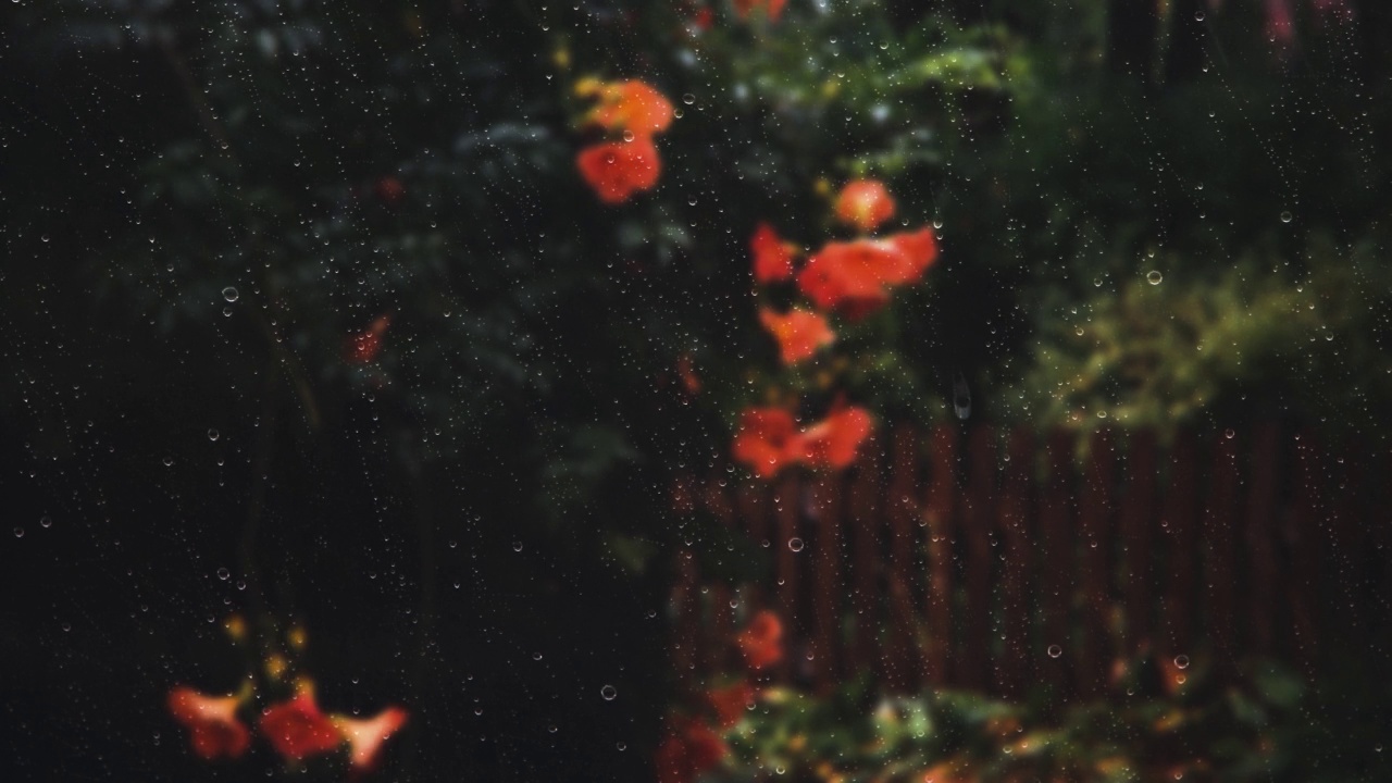 雨点和雨滴落在窗户上，还有窗外的蓝花楹藤视频素材