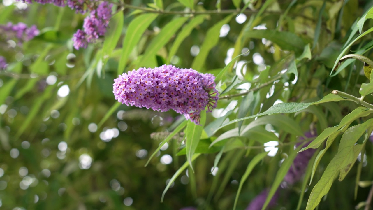紫丁香盛开的夏天。植物盛开的花园。佛得利亚或佛得利亚枝视频素材
