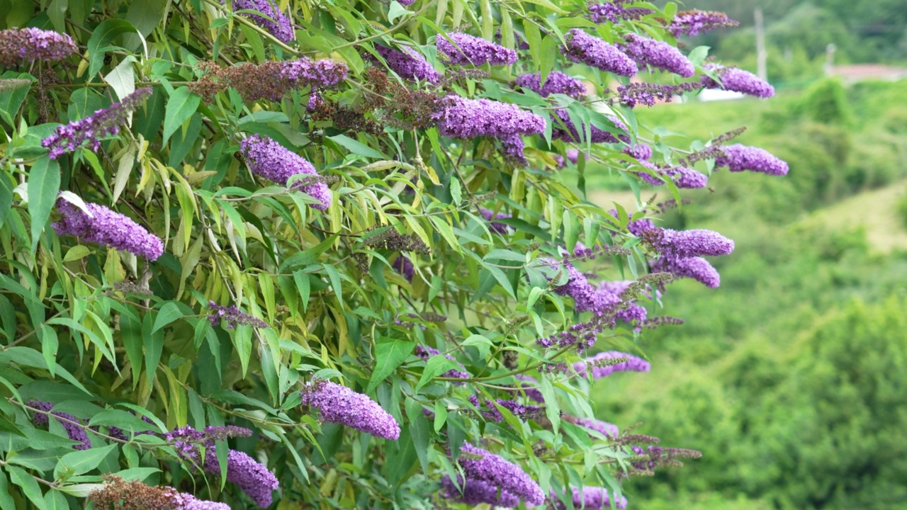 紫丁香盛开的夏天。植物盛开的花园。醉鱼草属植物或Buddleja视频素材