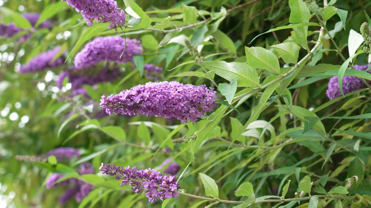 盛开的紫丁香花在夏季花园绿叶的背景下。蝴蝶布什。Buddleja开花视频素材