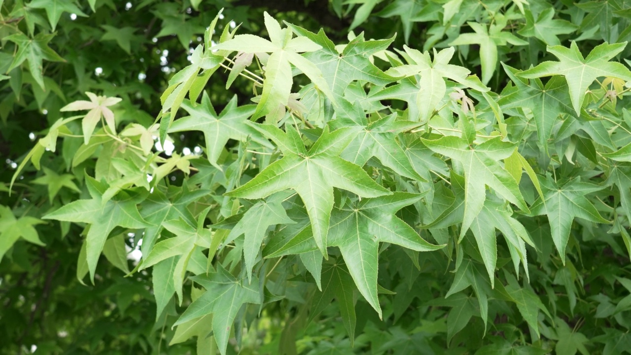 花园里的树枝上挂着日本枫树的绿叶。夏天茂密的树叶视频素材