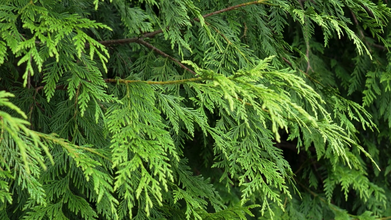 花园里用绿色的榉树叶子做成的树篱。详细视图视频素材