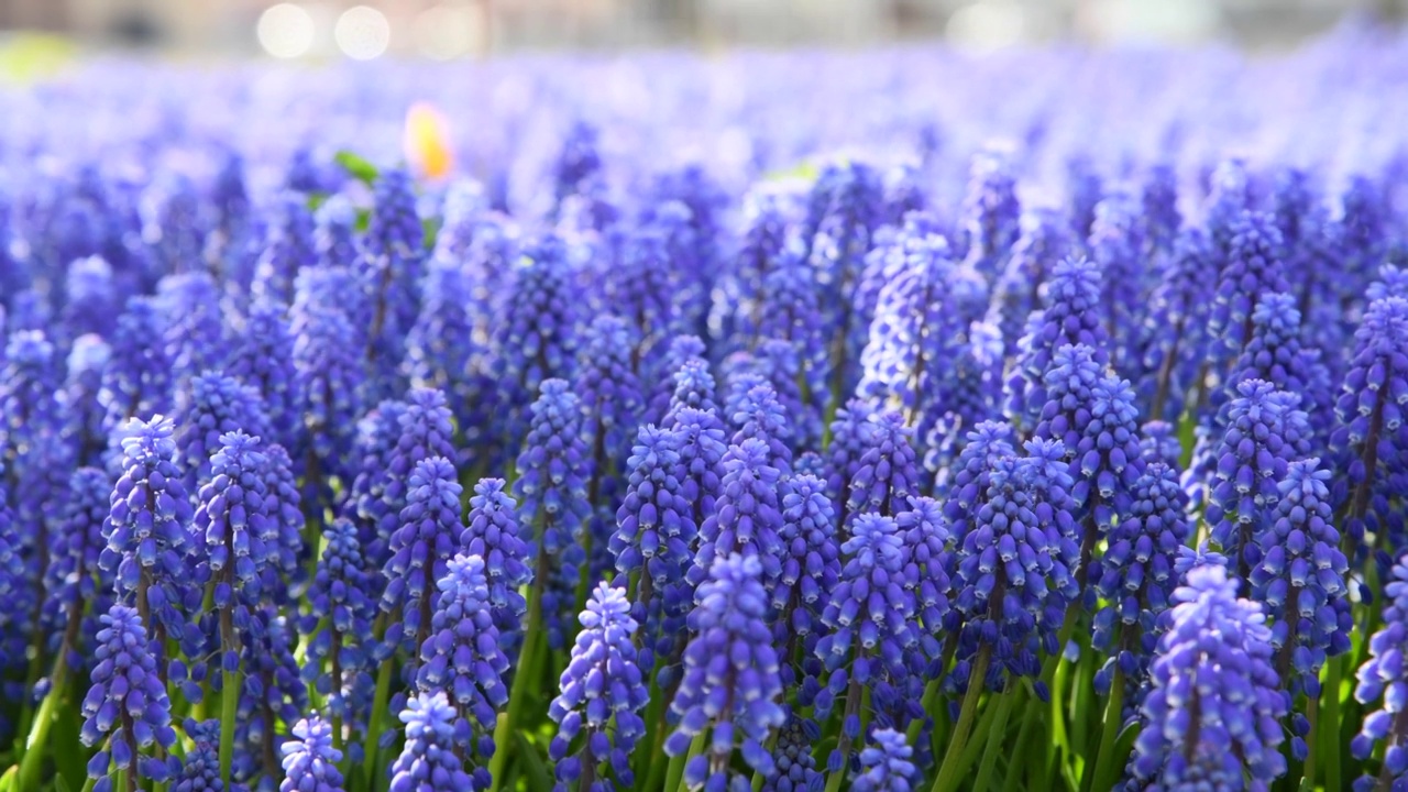 蓝色亚美尼亚麝香花背景视频素材