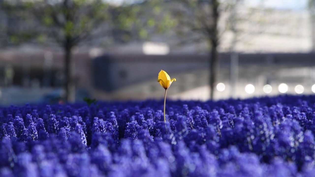 黄色的郁金香在蓝色的麝香花上冉冉升起视频素材