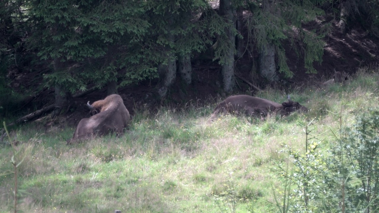 欧洲野牛，Wisent, Bos bonasus，在草地上吃草视频素材