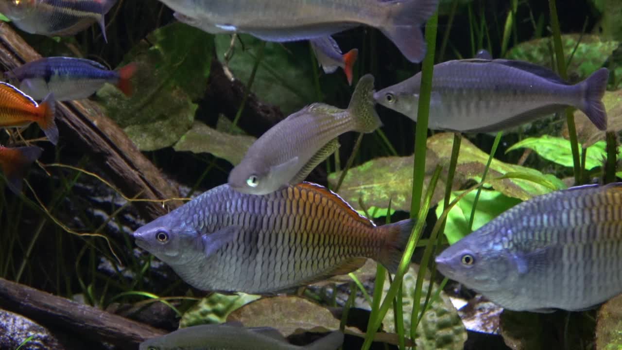 水族馆里的异国热带鱼视频素材