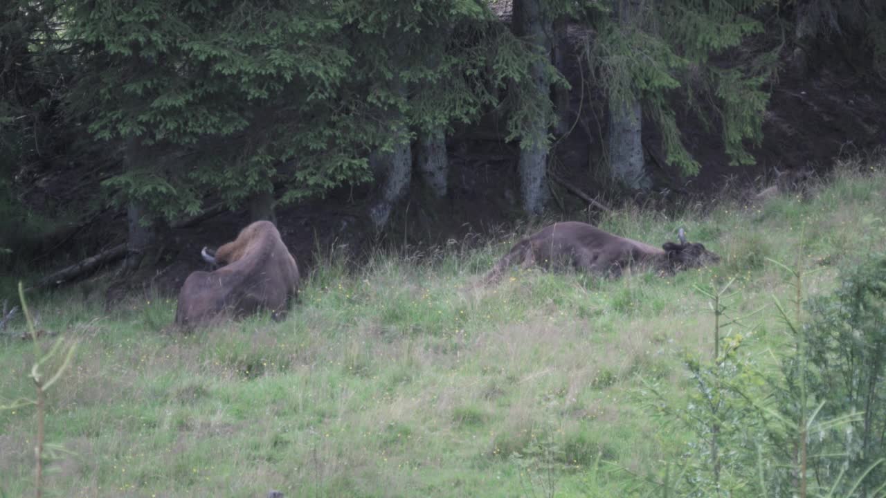 欧洲野牛，Wisent, Bos bonasus，在草地上吃草视频素材