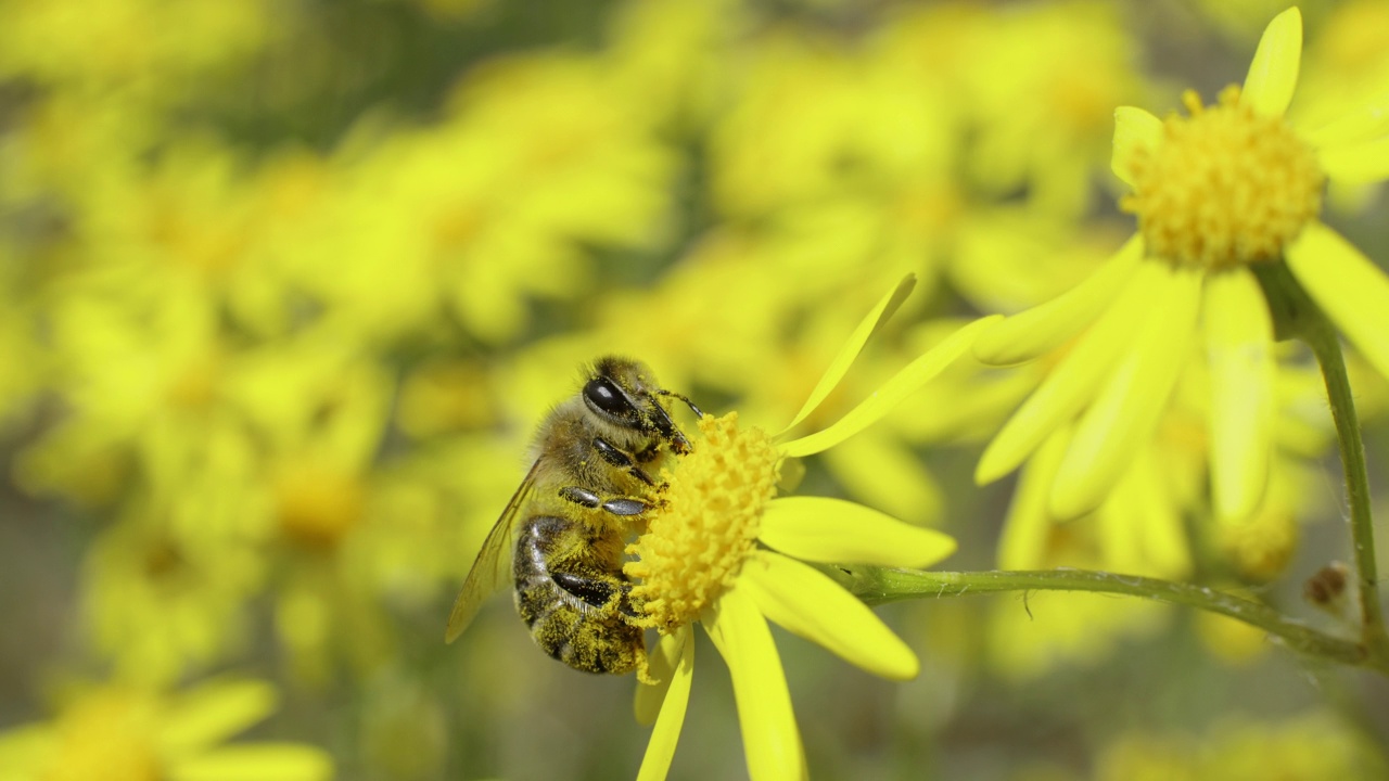 蜜蜂采集花蜜视频下载