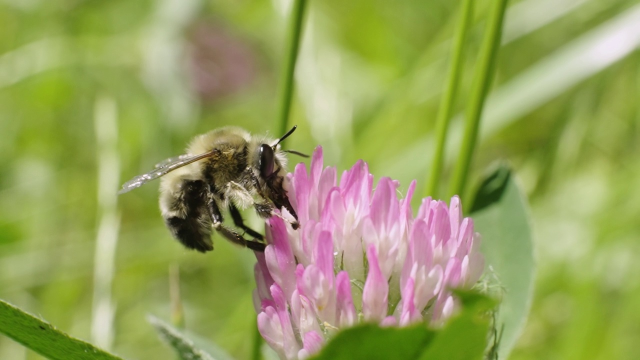 三叶草花上的蜜蜂视频下载