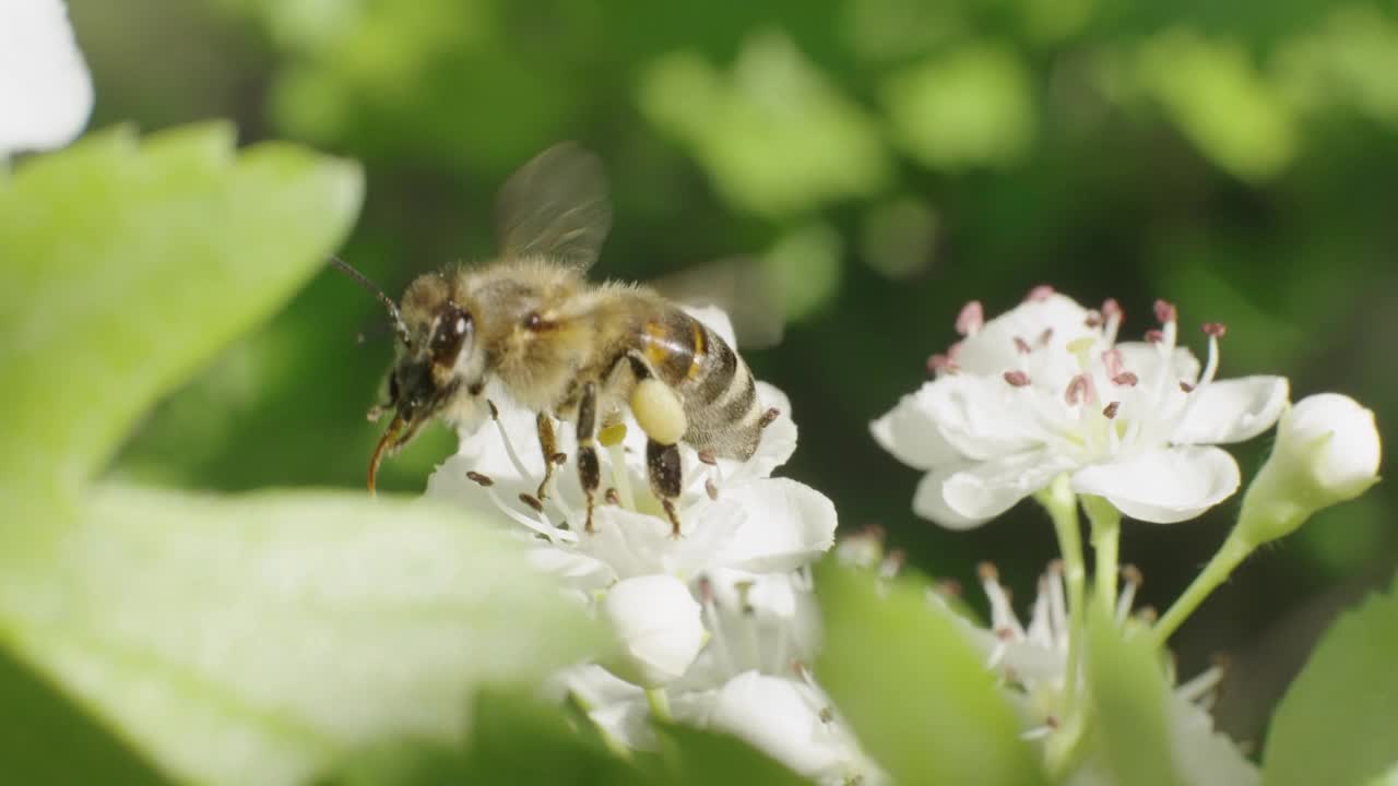 蜜蜂在花丛中飞舞视频下载