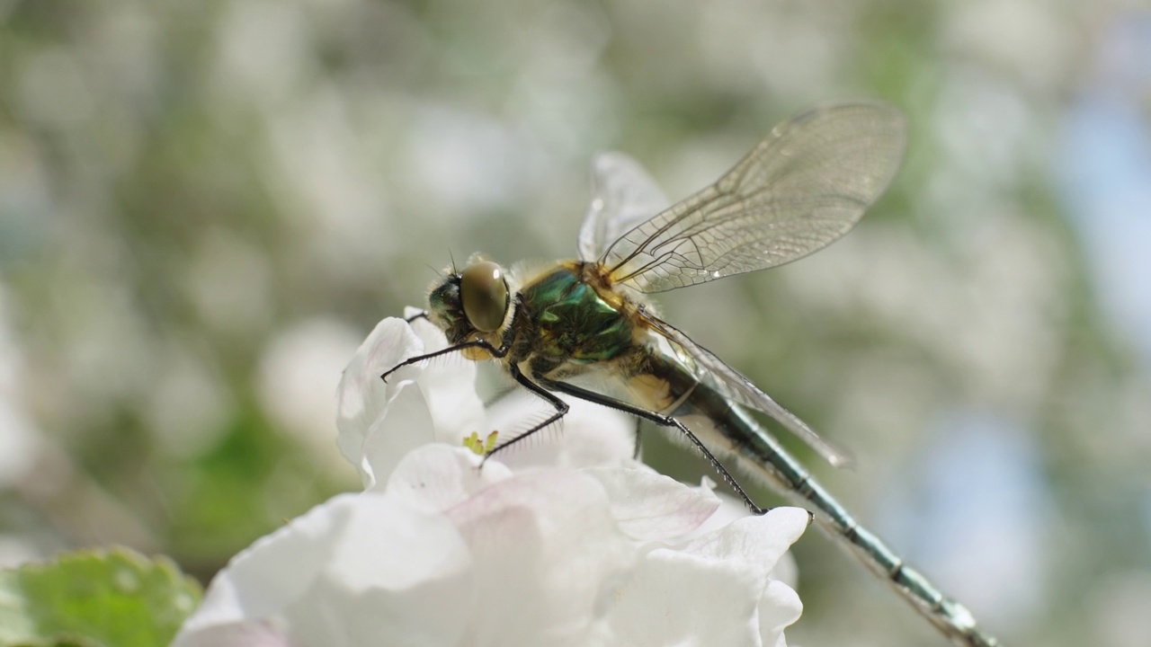 蜻蜓在苹果花上视频素材