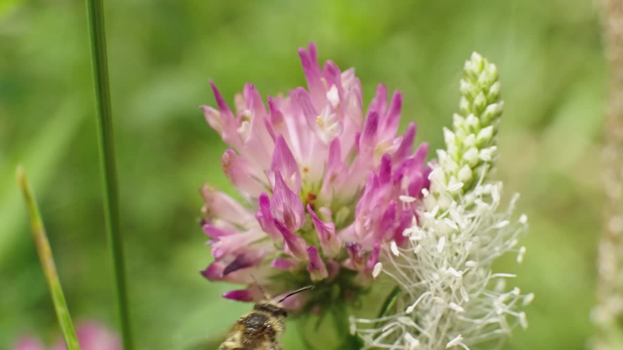 蜜蜂在飞视频下载