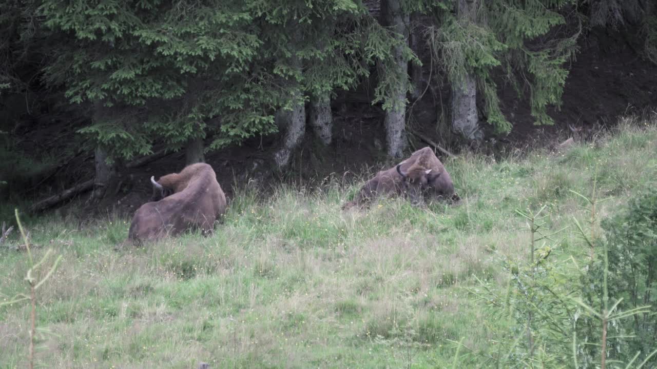 欧洲野牛，Wisent, Bos bonasus，在草地上吃草视频素材