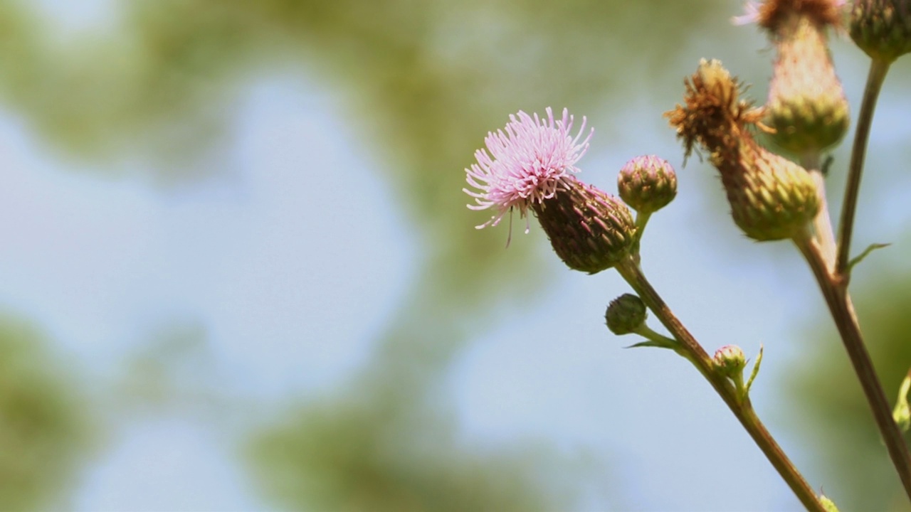 蜜蜂在野花上视频素材