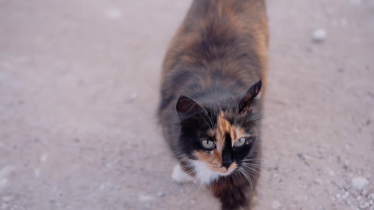 猫走到正在抚摸它的女孩脚边。这只动物很深情，很善良视频素材