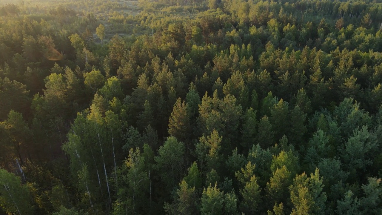 鸟瞰图森林里的树遮住了阳光视频素材