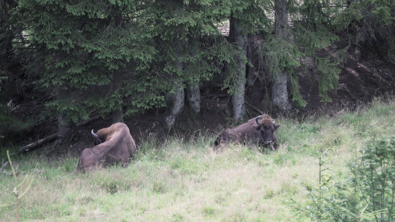 欧洲野牛，Wisent, Bos bonasus，在草地上吃草视频素材