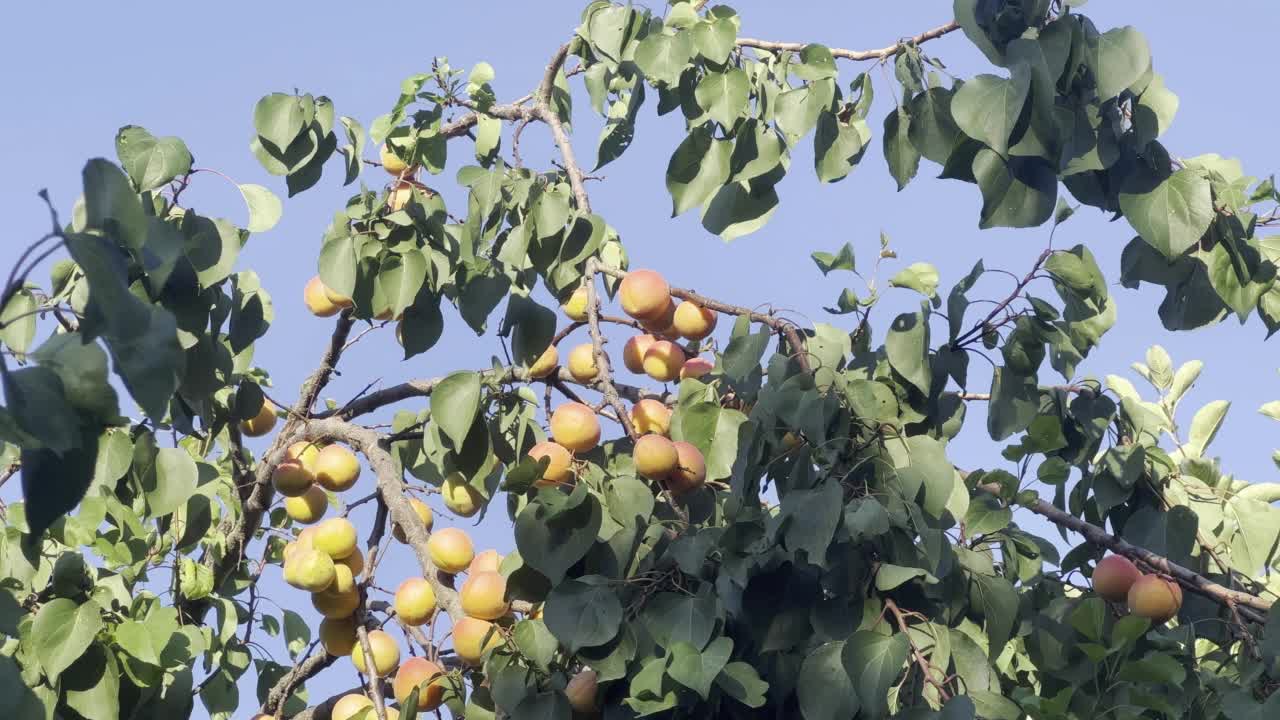 杏树。夏天花园里的熟杏。农产品视频下载