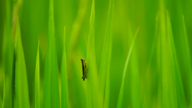 蚂蚱在绿色的大米叶子在早上视频素材