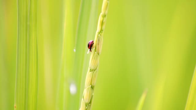 瓢虫和蚂蚁在松软的大米叶子上视频素材