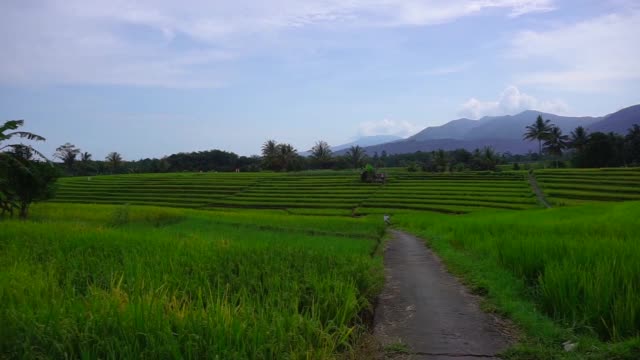 印度尼西亚的风景是小村庄的稻田，有山和农民视频素材