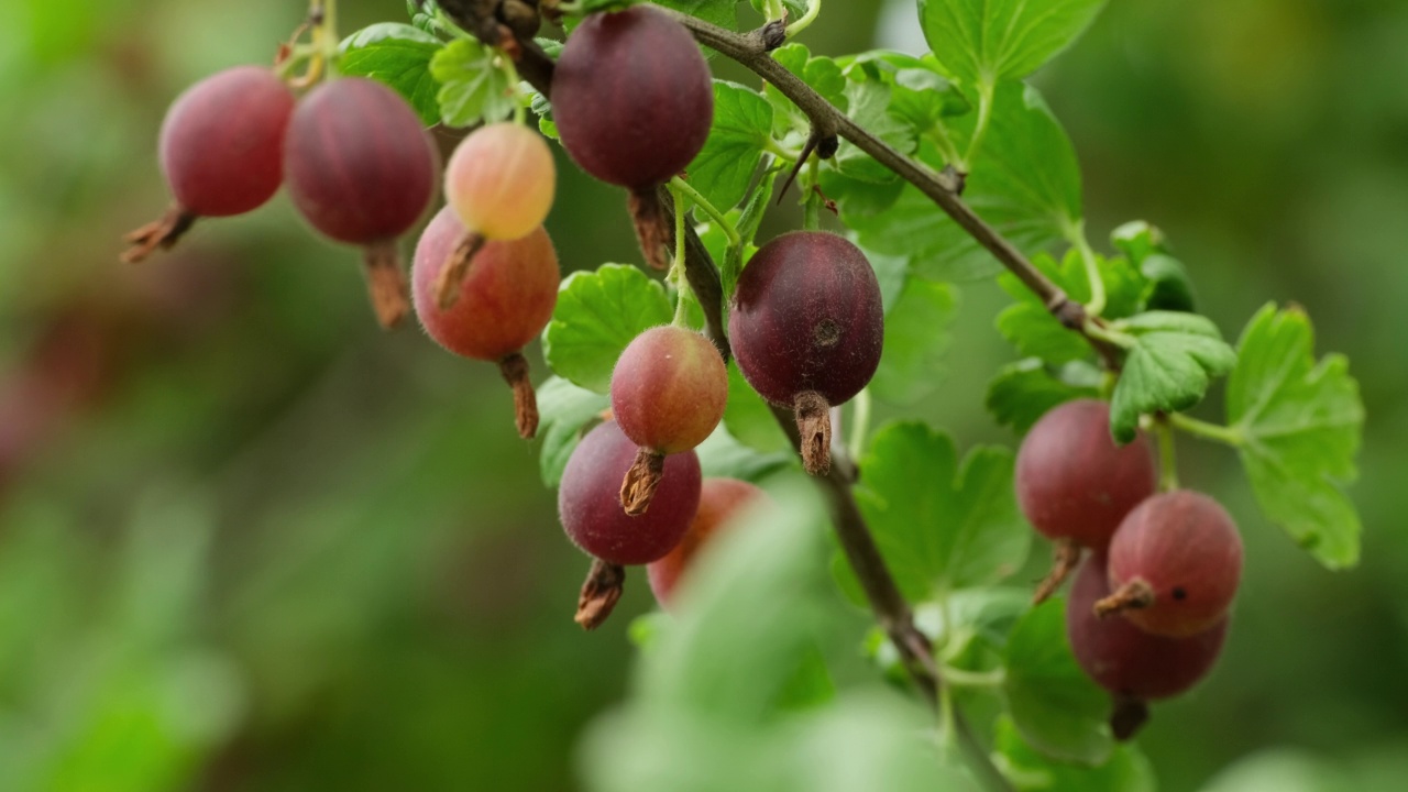 有浆果的醋栗灌木。成熟的醋栗浆果在一个夏季花园的灌木近距离。成熟的浆果，绿叶在树枝上特写视频素材
