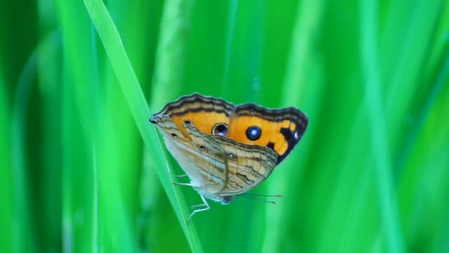 清晨，蝴蝶在绿色的米叶上视频素材