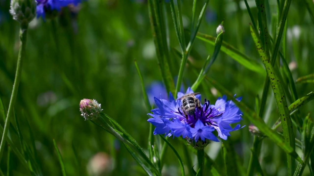 蜜蜂坐在美丽的蓝色矢车菊上的特写。花由蜜蜂授粉视频素材