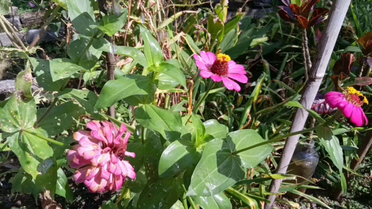 在花园里浇花的镜头HD视频下载