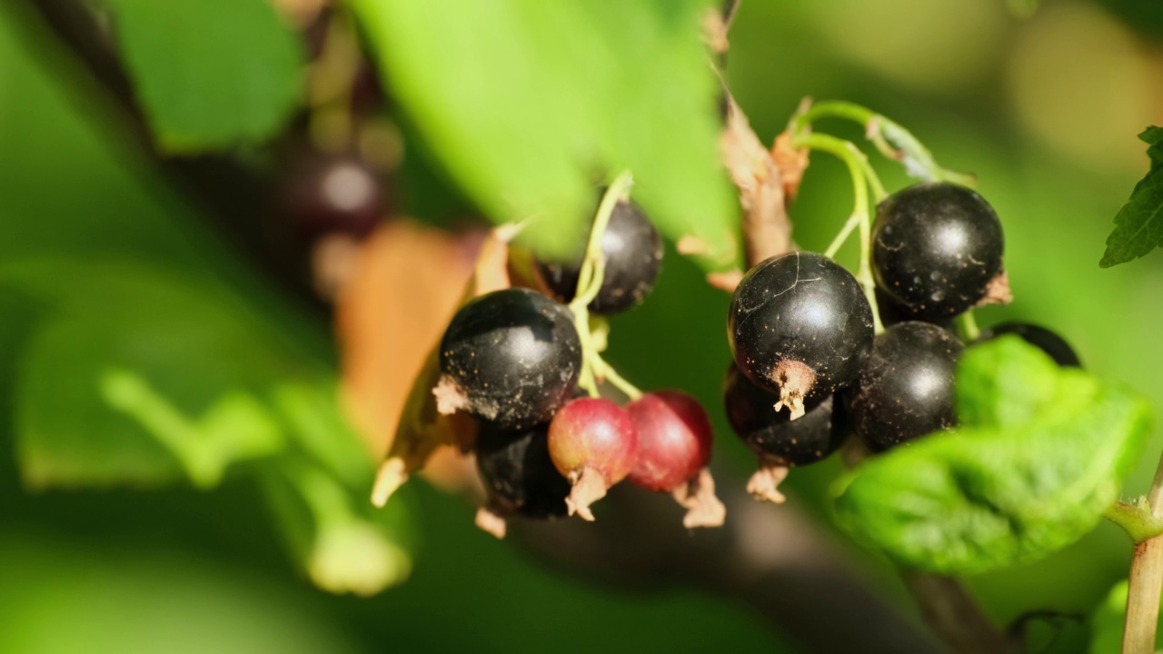新鲜的黑加仑浆果在花园里，户外视频素材