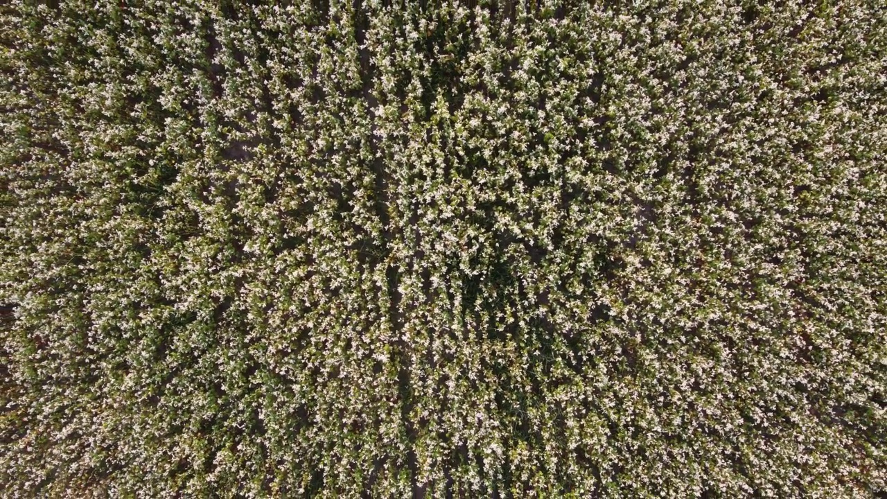从空中俯瞰荞麦田。空中飞行在美丽的荞麦盛开的田野上。精彩的无人机视频上方的白花生态概念。视频素材
