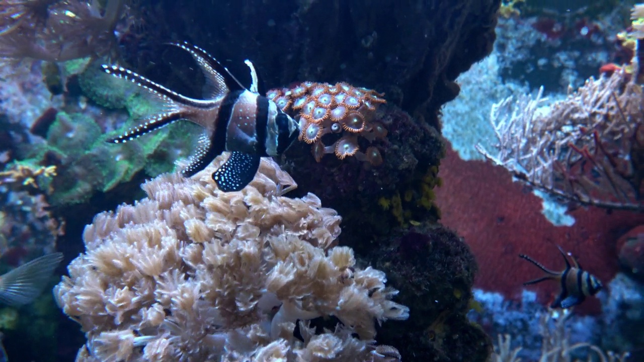 水族馆里的异国热带鱼视频素材