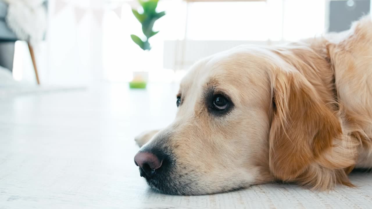 金毛猎犬躺在地板上视频素材