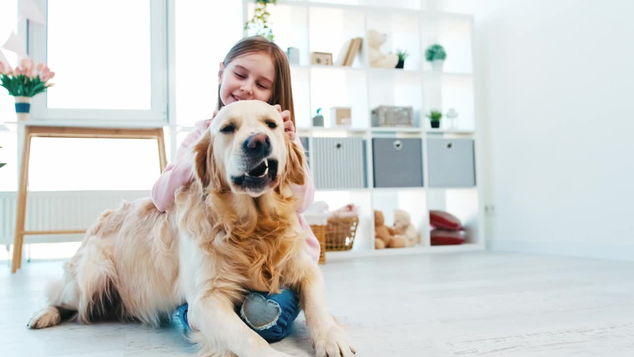 小女孩抚摸着金毛猎犬视频素材