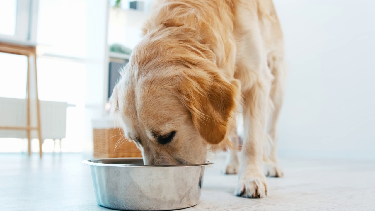 金毛猎犬吃狗视频素材