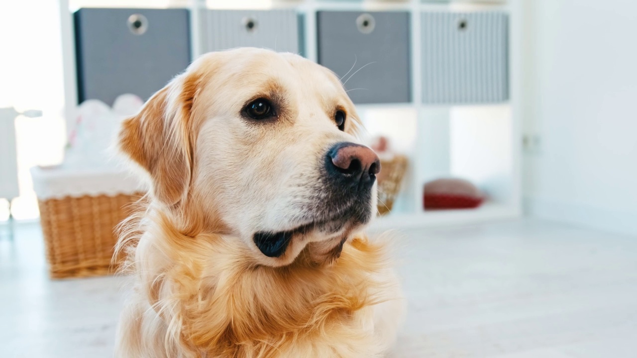 家里的金毛猎犬视频素材