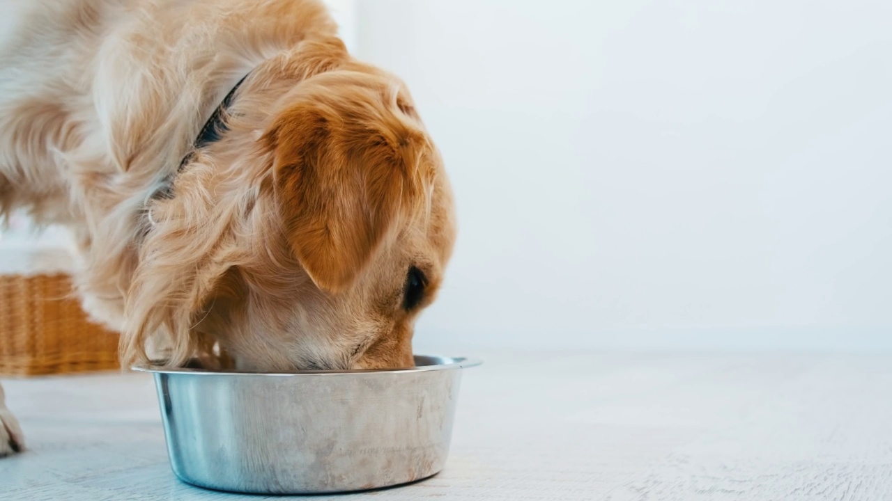 金毛猎犬吃狗视频素材