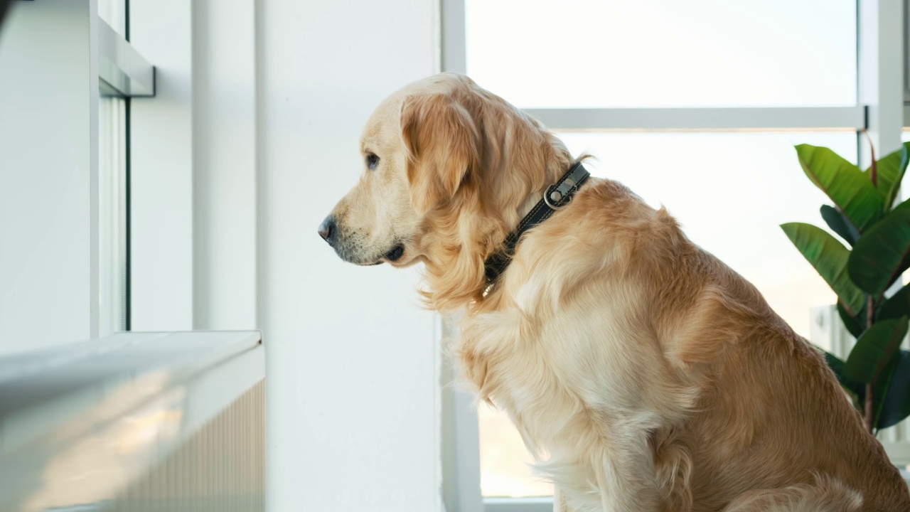 看着窗外的金毛猎犬视频素材