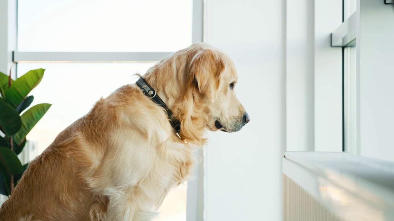 看着窗外的金毛猎犬视频素材