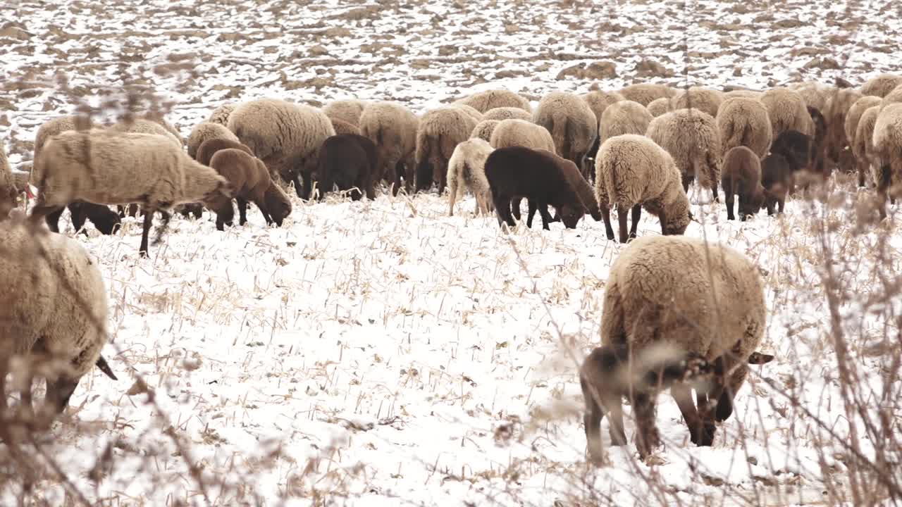 羊群成群地在雪地里放牧视频素材