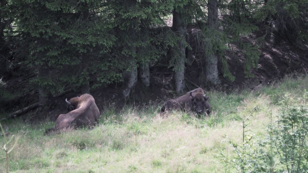 欧洲野牛，Wisent, Bos bonasus，在草地上吃草视频素材