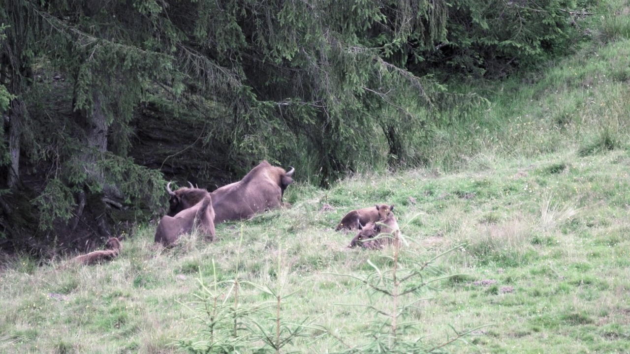 欧洲野牛，Wisent, Bos bonasus，在草地上吃草视频素材