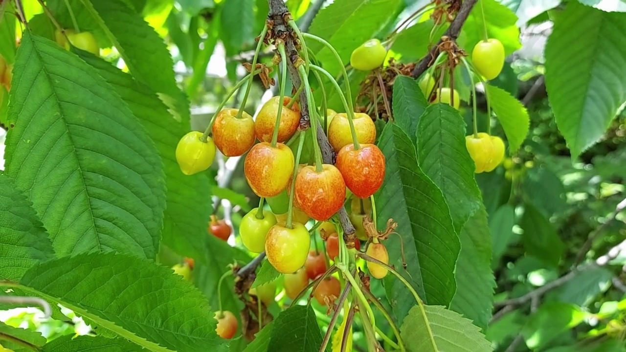 成熟的甜樱桃长在花园里的树枝上。种植浆果和水果。夏天视频下载