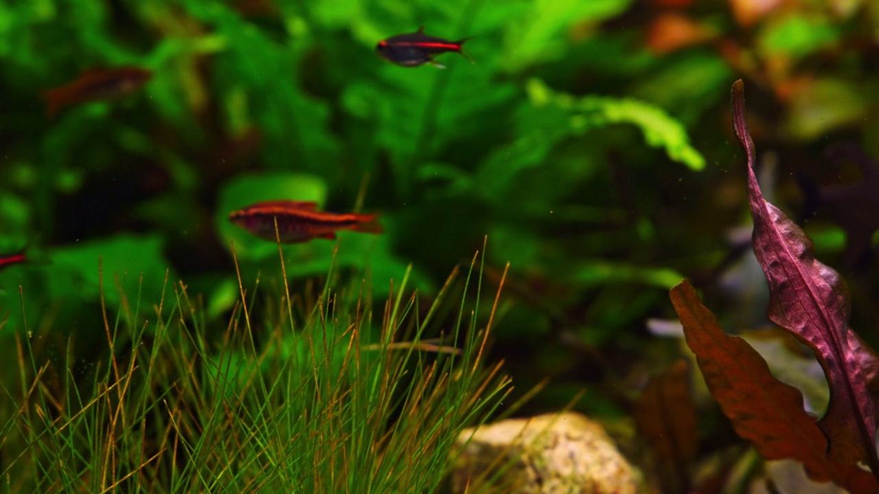 淡水水族馆视频素材