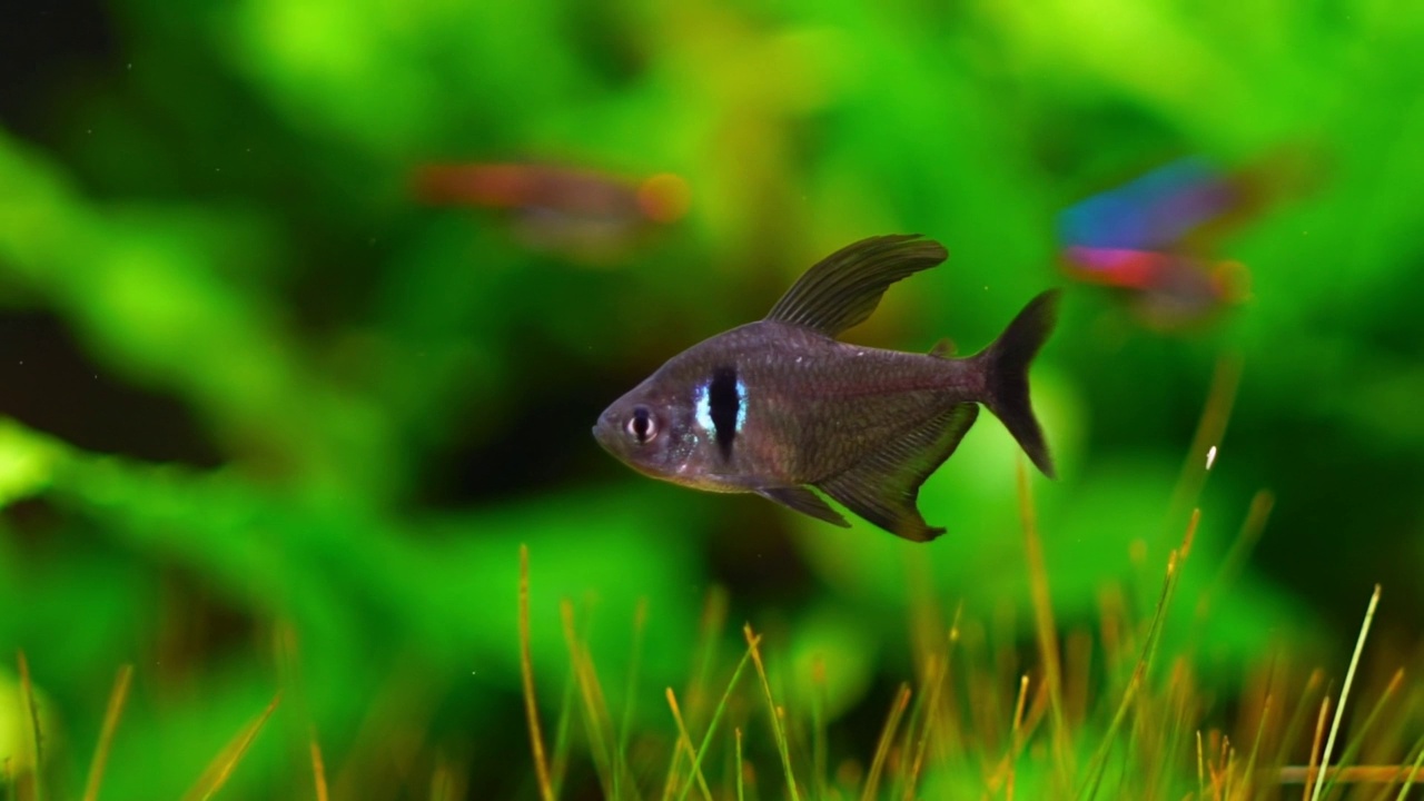 各种水族馆鱼类视频素材