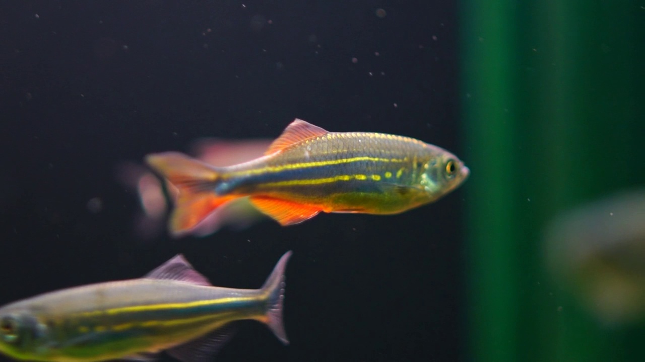 水族馆鱼类视频素材