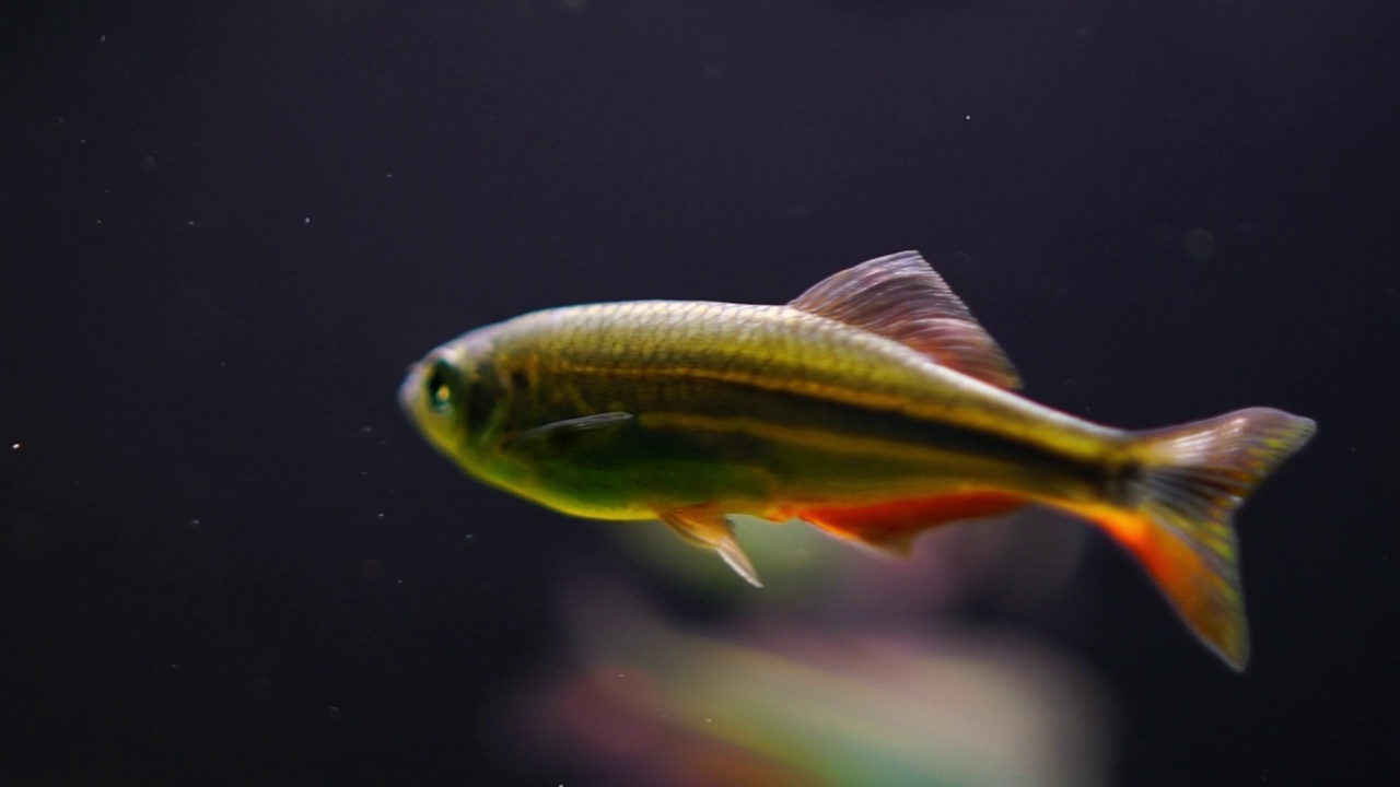 水族馆鱼类视频素材